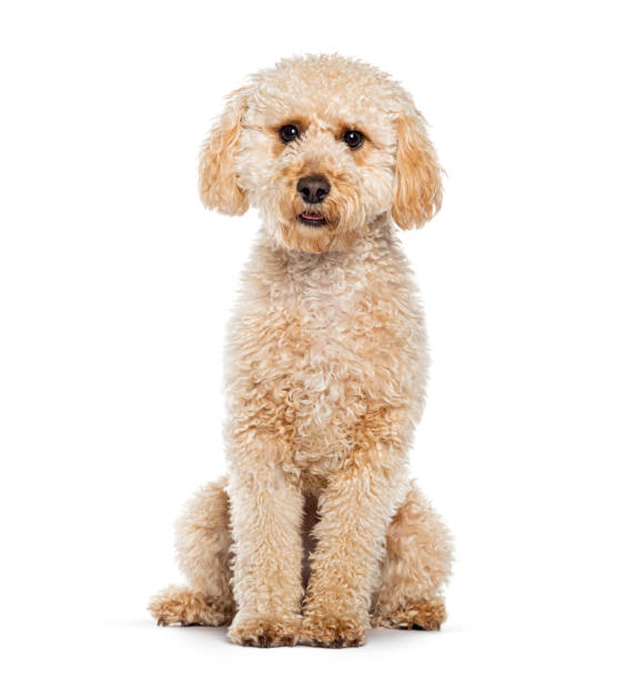 istock apricot Maltipoo, is a cross between a poodle and a Maltese, sitting 2190202830