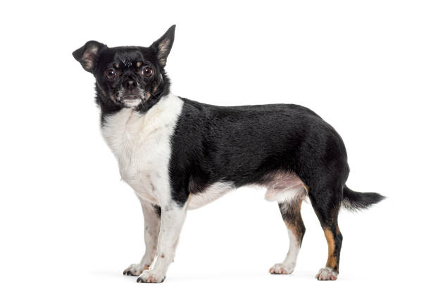 Portrait of a cute fluffy dog with a futuristic smart collar with built-in GPS tracking device on a walk outdoors.