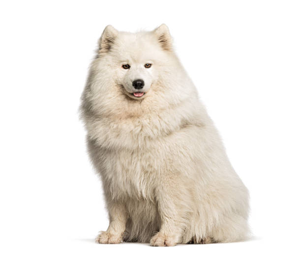 istock Samoyed dog sitting and panting on white background 2190203169