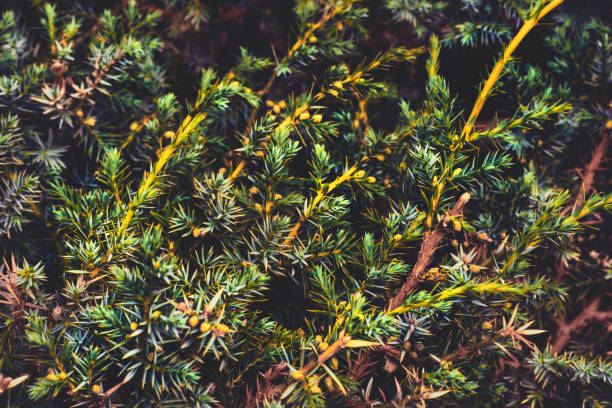 istock Blurred green fresh branches of medicinal juniper 2190203228