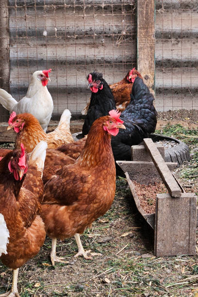 istock Farm Hens gather around feeding bowl 2190203398