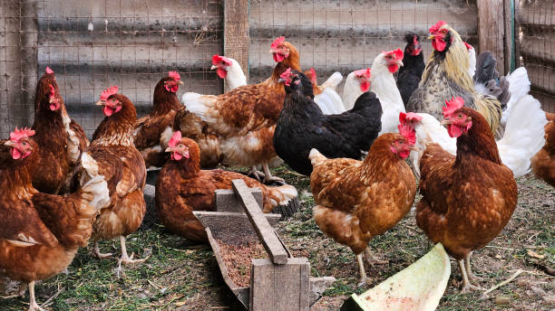 istock Farm Hens and rooster gather around feeding bowl 2190203401