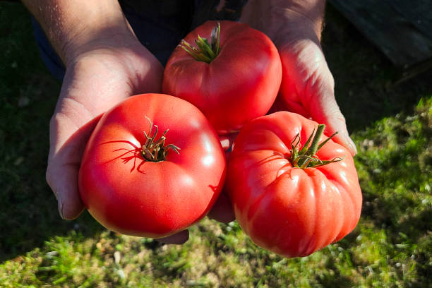 Three ripe, red tomatoes rest in senior farmer's hands against a lush green grass background. Organic farming, sustainable living, and fresh harvest