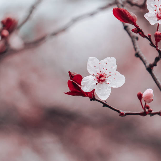 istock beautiful cherry blossom flower in springtime, sakura flower 2190204649