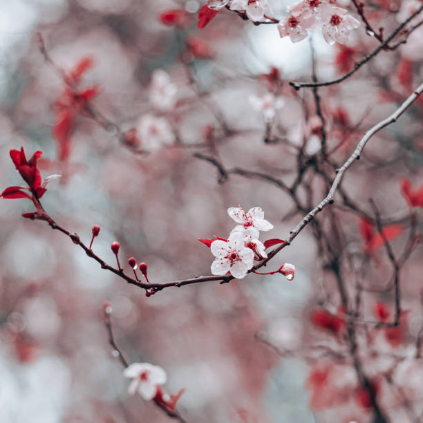 istock beautiful cherry blossom flower in springtime, sakura flower 2190204650