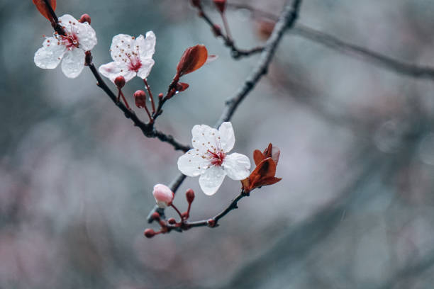istock beautiful cherry blossom flower in springtime, sakura flower 2190204651