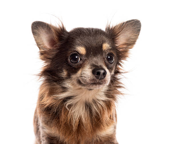 istock Long haired chihuahua dog looking curious on white background 2190204685