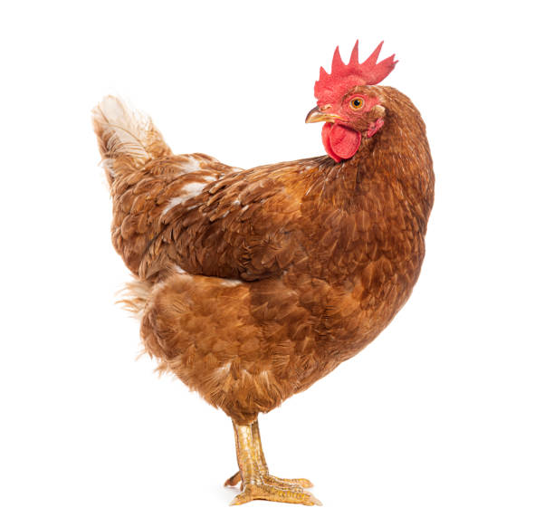 Red hen standing and looking back over shoulder isolated on white
