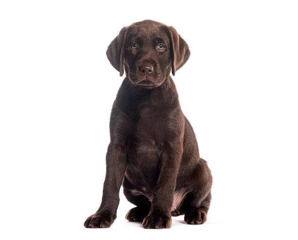 istock Chocolate labrador retriever puppy sitting on white background 2190204862