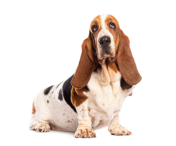 istock Basset hound dog sitting and looking away from camera 2190205001