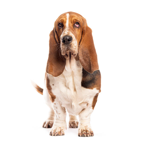 istock Basset hound standing and looking up isolated on white background 2190205019