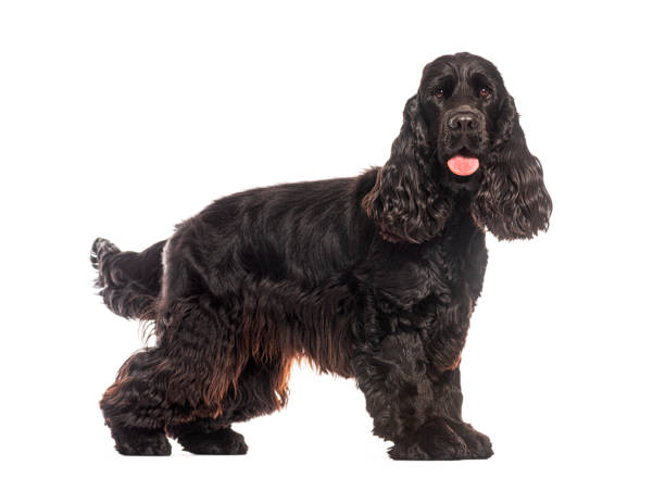 istock Black english cocker spaniel standing and panting on white background 2190205055