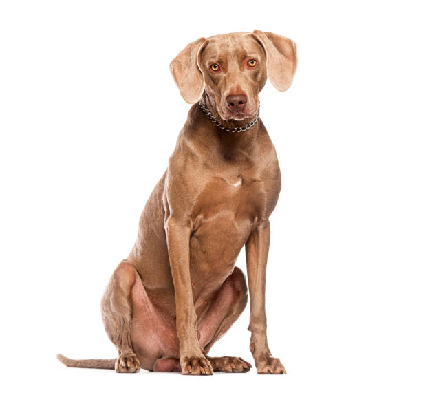 istock Weimaraner dog sitting and looking at camera 2190205109