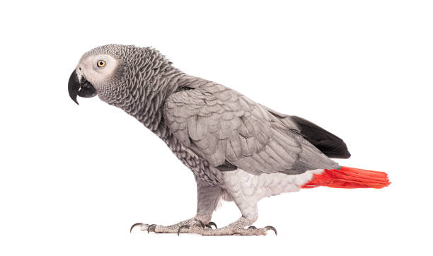 istock Side view of a African Grey Parrot - Psittacus erithacus, walking in front of a white background 2190205161