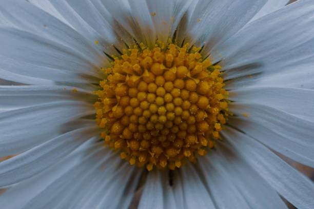 beautiful daisy flower in the garden in springtime