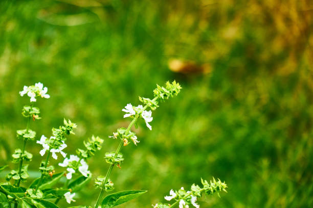 focus on foreground, green color