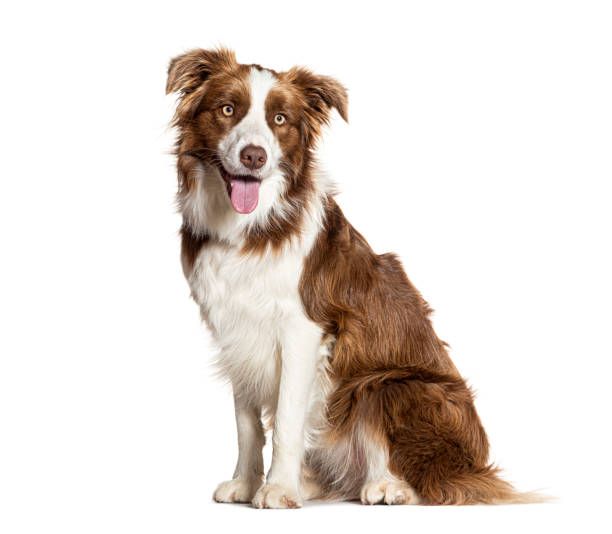 istock Border collie panting and sitting on white background 2190205519