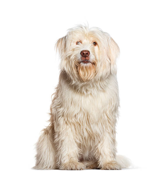 istock White long haired Romanian Mioritic Shepherd Dog sitting and looking at camera on white background 2190205540