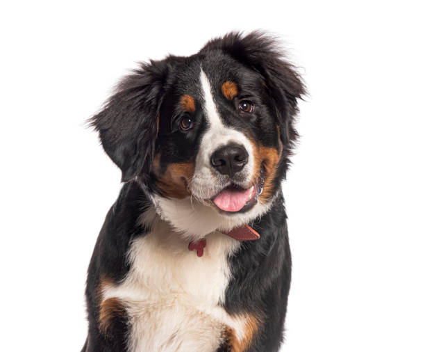 istock Bernese mountain dog puppy panting on white background 2190205600