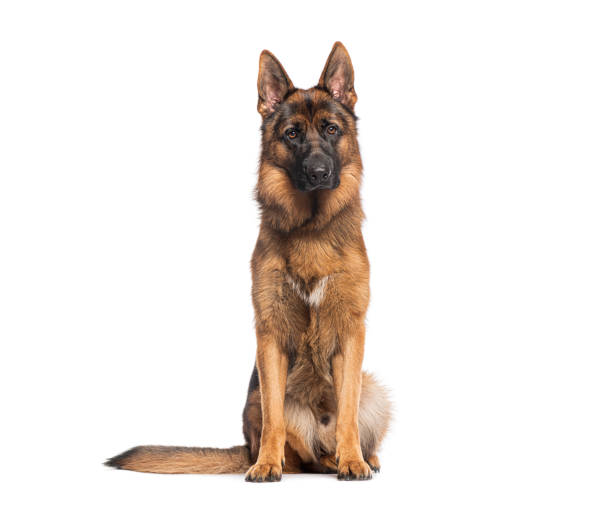 istock German shepherd dog sitting and looking forward on white background 2190205603