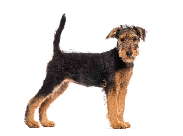 istock Airedale terrier puppy standing with tail up on white background 2190205638