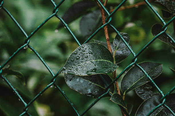 raindrops on the green plant leaves in rainy days. wintertime