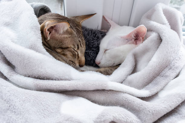 istock Cute oriental shorthair white cat and tabby kitten sleeping together. 2190206559