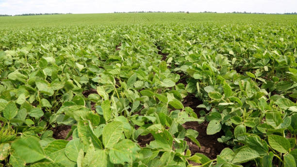 istock Green soya field under the summer sky. Agriculture, Agronomy 2190209121