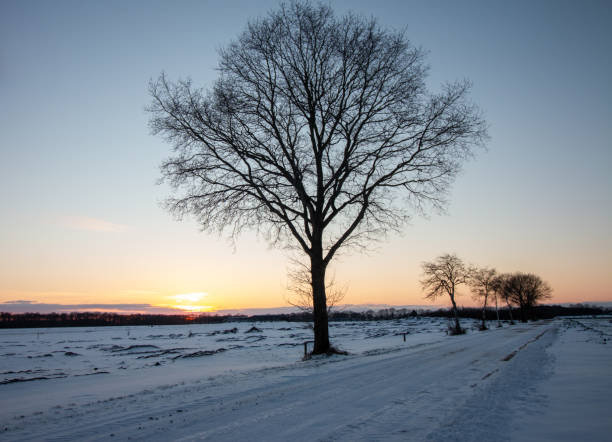 Evening in winter, a road with trees and the sun sets, meadow with snow