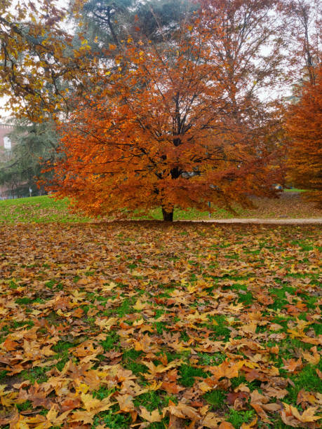 istock Autumn at Parco Sempione, Milan 2190211364