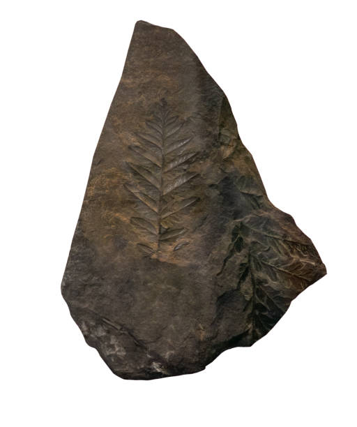 istock plant  fossil isolated on white 2190211796