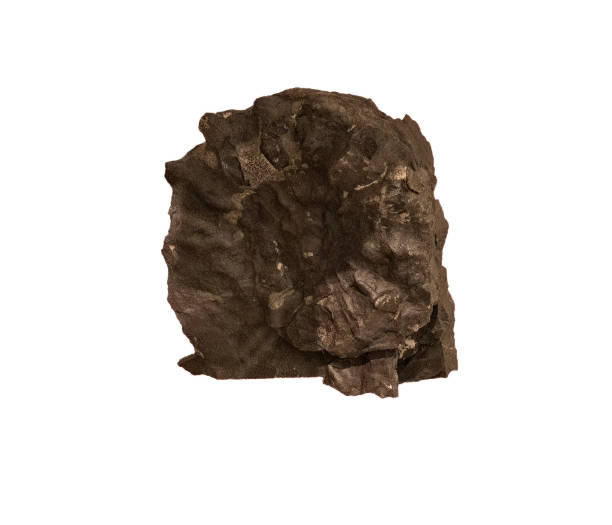 istock fossil of ammonite in the stone on white, isolated 2190211802