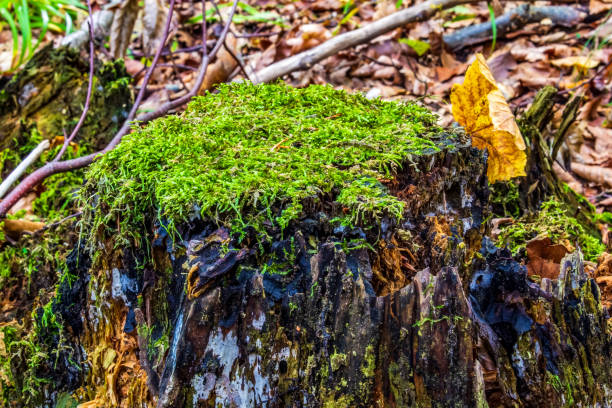 Macro  - Forest - Europe, Romania, Suceava region