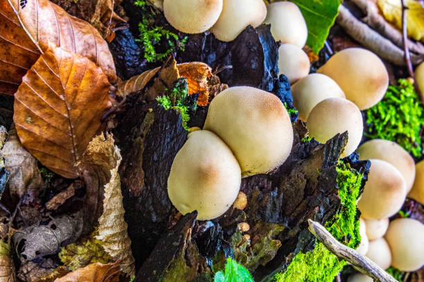 istock Macro  - Forest - Europe, Romania, Suceava region 2190212383