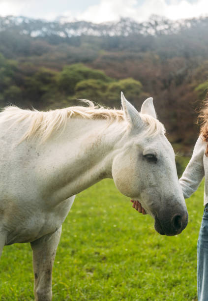 istock Horse in nature 2190212887