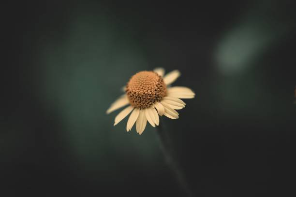 istock Yellow Daisy Flower Macro Shot 2190214428