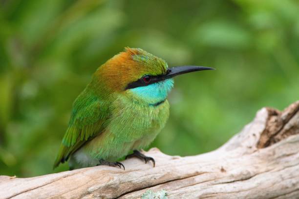 istock Asian green bee-eater, Merops orientalis, Sri Lanka 2190215923