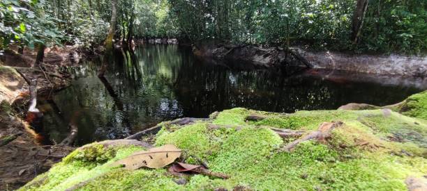 istock Peat river wetland forests 2190218986