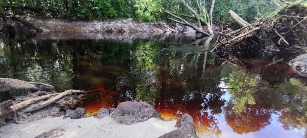 istock Peat river wetland forests 2190219037