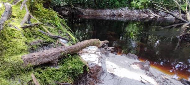 istock Peat river wetland forests 2190219061