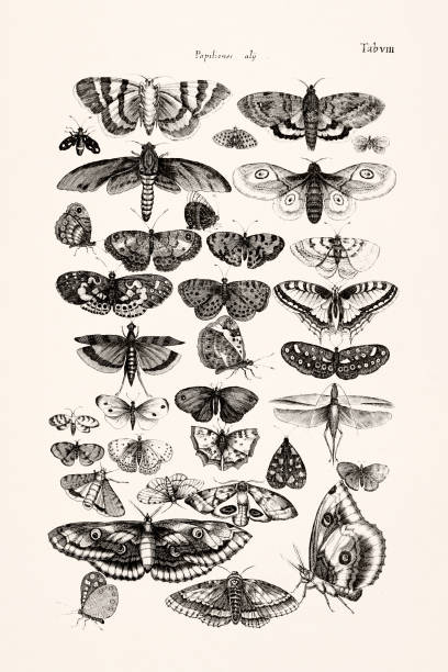 Antique insect illustration by Joannes Jonstonus. 17th-century engraving featuring various insects.
