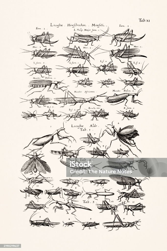 Ancient Stylized Insect Antique Insect Illustration By Joannes Jonstonus 17thcentury Engraving ...