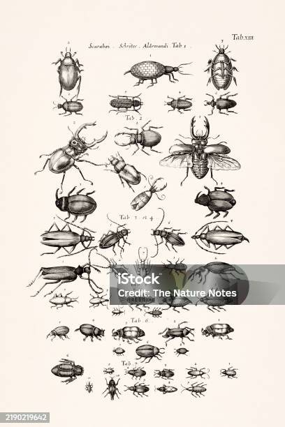Ancient Stylized Insect Antique Insect Illustration By Joannes Jonstonus 17thcentury Engraving ...