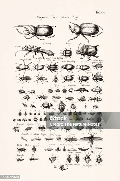 Ancient Insect Graphics Antique Insect Illustration By Joannes Jonstonus 17thcentury Engraving ...