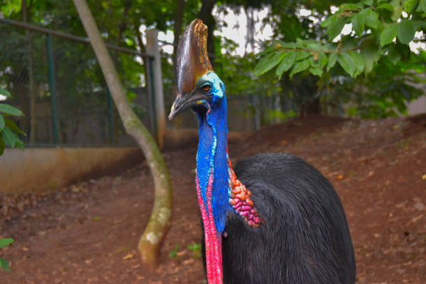 Double-wattled Cassowary playing in nature with a backdrop of rugged forest