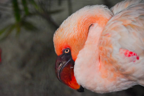 White and orange flamingo bird