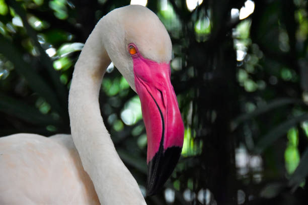 istock White flamingo with pink and black mouth 2190220155