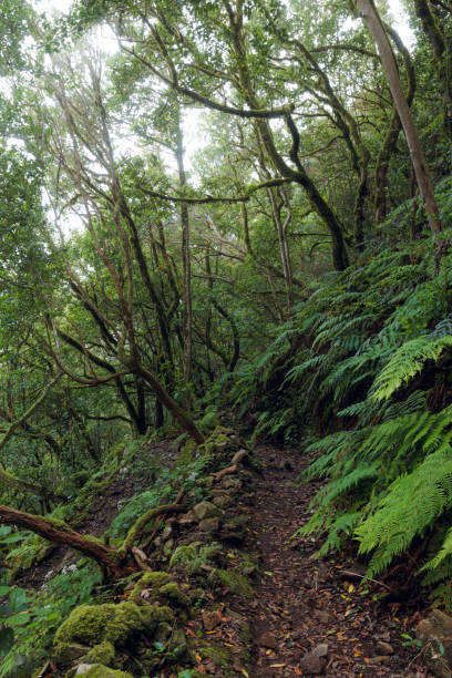 istock Laurisilva forest in the Anaga rural park 2190220245