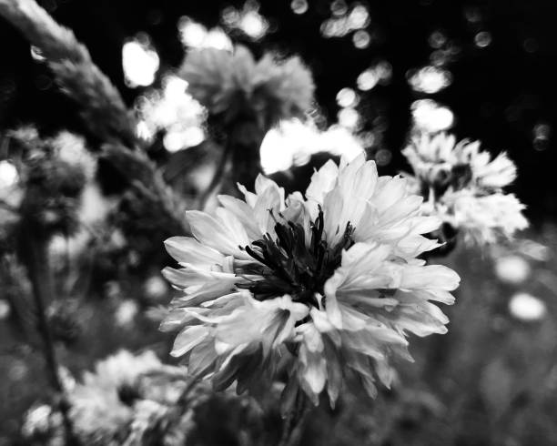 The focal soft fragile textured floral solitary bloom blossom is nestled the wild lush muted verdant in soft focus. Within serene vitality rural natural outdoor nature setting tranquil environment flower field grassy backdrop botanical garden landscape. Deeper at the flower's inflorescence structure stamen centre, a dark black pistil adds a striking contrast creating a sense of depth.