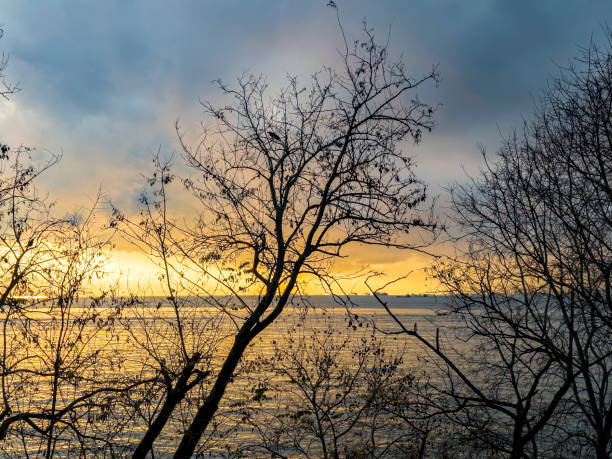 Sunset and tree silhouettes over the ocean in a cloudy sky